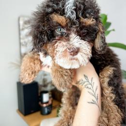 Cockapoo Puppies from Cockapoo Puppies and Co.