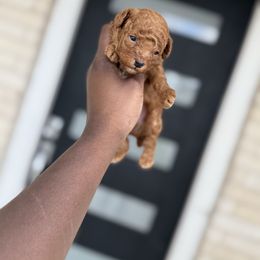Carlisle - Red  male Poodle puppy in Texas from Zoway's Poodles