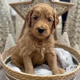 Snoopy (Green Collar) - Red  male Goldendoodle puppy in Bay City, Texas from Charming Doods