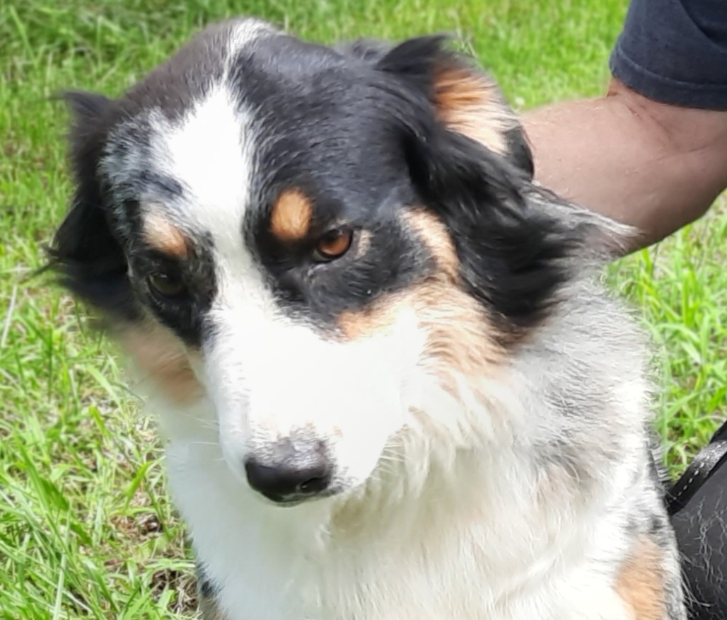 Amara - Australian Shepherd puppy from Miniature Angels Farm