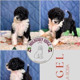 Amethyst - Black and white female Sheepadoodle puppy in Tahlequah, Oklahoma from Mulberry Ridge Doodles