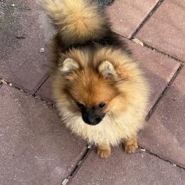 Rowdy - Orange sable male Pomeranian puppy in Milan, Indiana from Heartland Pomeranians and Chihuahuas