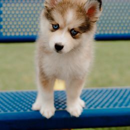 Pomsky Puppies from Mini Pomsky Puppies