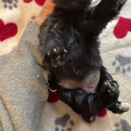 Poodle, Shihpoo, Shih Tzu, Shorkie, and Yorkipoo Puppies from Oodles of Poodles & Doodles