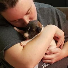 Borzoi and Silken Windhound Puppies from Envious Borzoi & Silken Windhounds