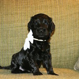 White - Black female Australian Labradoodle puppy in Milton, North Carolina from Good Day Doodles