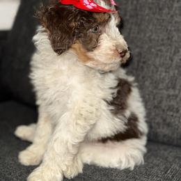 Aussiedoodle, Bernedoodle, Goldendoodle, and Poodle Puppies from Vallevistadoodles