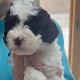 Stuffing - Brown roan male Lagotto Romagnolo puppy in Chicago, Illinois from Midwest Lagotto Romagnolo
