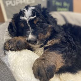 Bernedoodle Puppies from Russell Ranch Bernedoodles