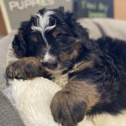 Bernedoodle Puppies from Russell Ranch Bernedoodles