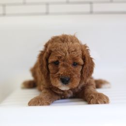 Luna - Caramel female Labradoodle puppy in Stevens, Pennsylvania from Pebble Paws Lane