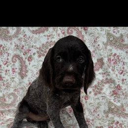 Girl 1 - Liver and white female Deutsch-Drahthaar puppy in Galax, Virginia from Dells  Dachshund’s