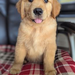 Black Boy- Major - Golden male Golden Retriever puppy in Troy, Texas from R&R Goldens