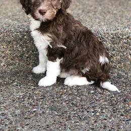 Bernedoodle Puppies from Sweet Pea Bernedoodles