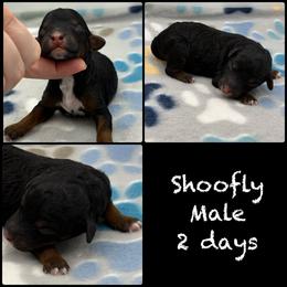 Shoofly - Pending - Phantom male Poodle puppy in Grass Valley, California from Sapphire Ridge Poodles