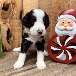 Dotty - Black and white female Aussiedoodle puppy in Lavonia, Georgia from H & A Kennels
