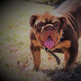 Bulldog and French Bulldog All Grown Up from Fancy Like Frenchies