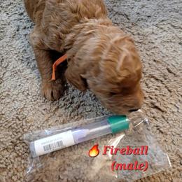 Goldendoodle Puppies from 3 Willows Goldendoodles