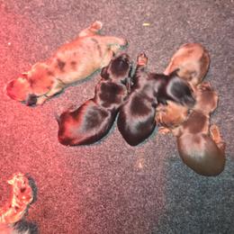 Dachshund puppies from Oakview Kennels
