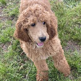 Penny - Poodle