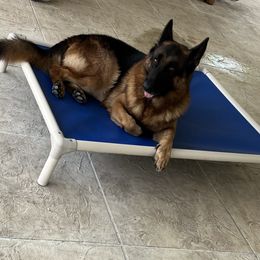 Arnold - German Shepherd