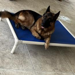 Arnold - German Shepherd
