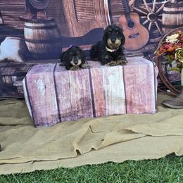 Cardigan Welsh Corgis and Dachshunds from Baledwr Kennels