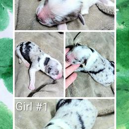 Australian Shepherd and Great Dane Puppies from AEW Farm