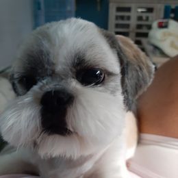 Shih Tzu All Grown Up from Journie Shih Tzu