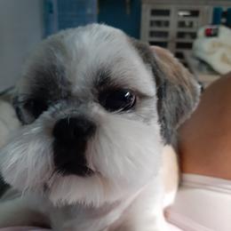 Shih Tzu All Grown Up from Journie Shih Tzu