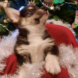 Pembroke Welsh Corgi Puppies from Iron Moss Ranch