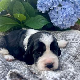Cherry - White and black female English Springer Spaniel puppy in Swainsboro, Georgia from Sweet Georgia Springers