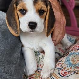 Percy Grace - Black tan and white female Beagle puppy in Jerome, Missouri from Beam's Beagles