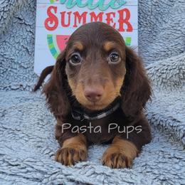 AKC Almond - Chocolate and tan male Dachshund puppy in Texarkana, Arkansas from Pasta Pups Miniature Dachshunds