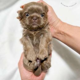 Enya - Liver female Shih Tzu puppy in League City, Texas from Divine Pups