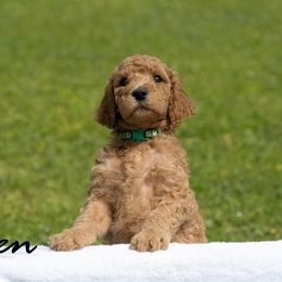 Boy 4 - Poodle puppy in Cleveland, Texas from Mayday Quality Poodles