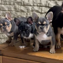 French Bulldog puppies from Goatlinebullies