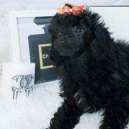 Nellie - Poodle