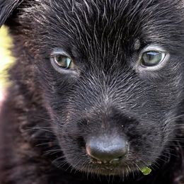 German Shepherd Puppies from Von Gonta Haus German Shepherds