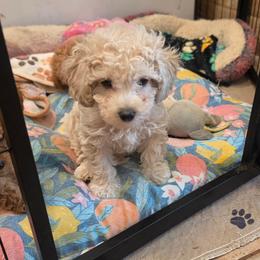 Boy 2 blue collar - White male Poodle puppy in Louisville, Mississippi from Cindy's Poodles