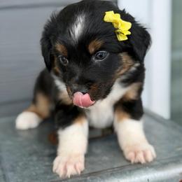 Yellow collar - Black tri-color female Aussiedoodle puppy in 32046, Florida from River Hill Ranch