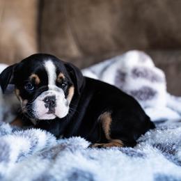 Bulldog Puppies from Lunsford Bulldogs