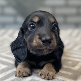 Horace - Black and cream male Dachshund puppy in Venice, Florida from JD’s Weiner-Wonderland