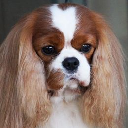 Chase - Cavalier King Charles Spaniel