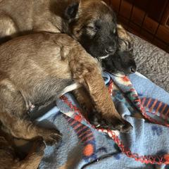 Belgian Laekenois Puppies from Sweetwater Belgian Laekenois