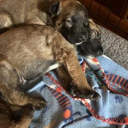 Belgian Laekenois Puppies from Sweetwater Belgian Laekenois