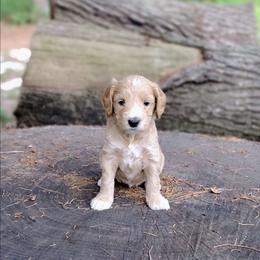 Nougat - Cream male Australian Labradoodle puppy in Harrisonburg, Virginia from Crown Doodles