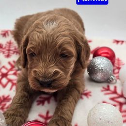 Flannel - Apricot male Goldendoodle puppy in Neillsville, Wisconsin from Granton Creek