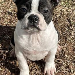 Boston Terriers from Samantha's Bostons