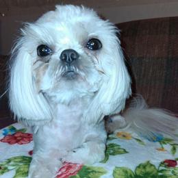 Cotton - Shih Tzu